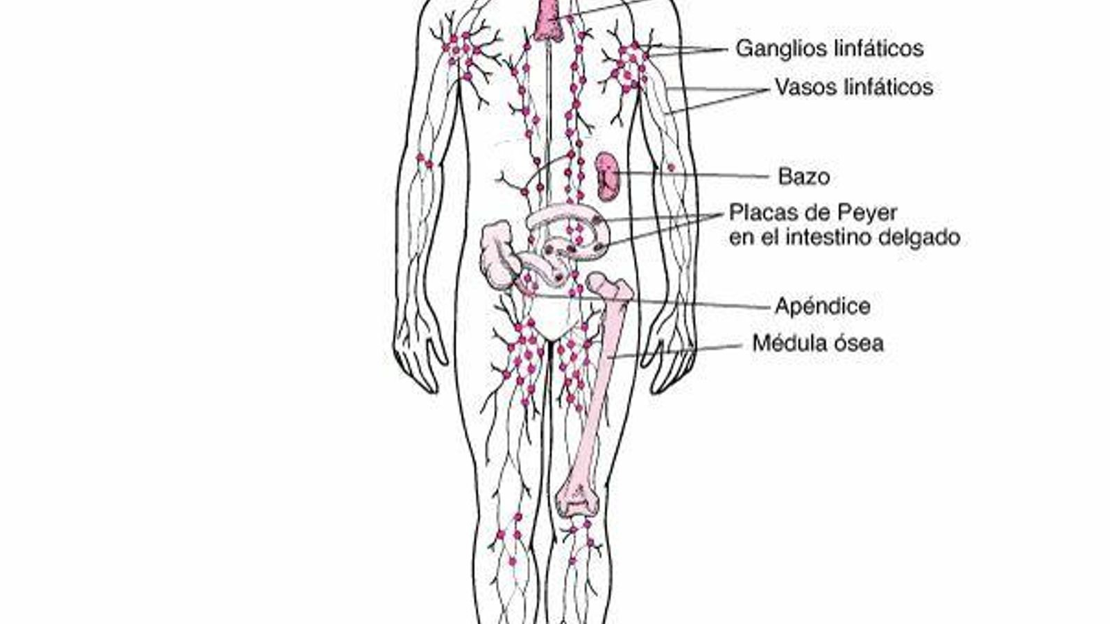 Esquema del sistema linfático.