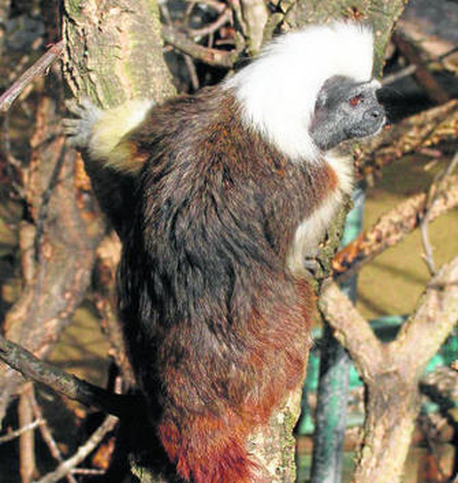 Un primate en el zoo de Castellar en una imagen de archivo.
