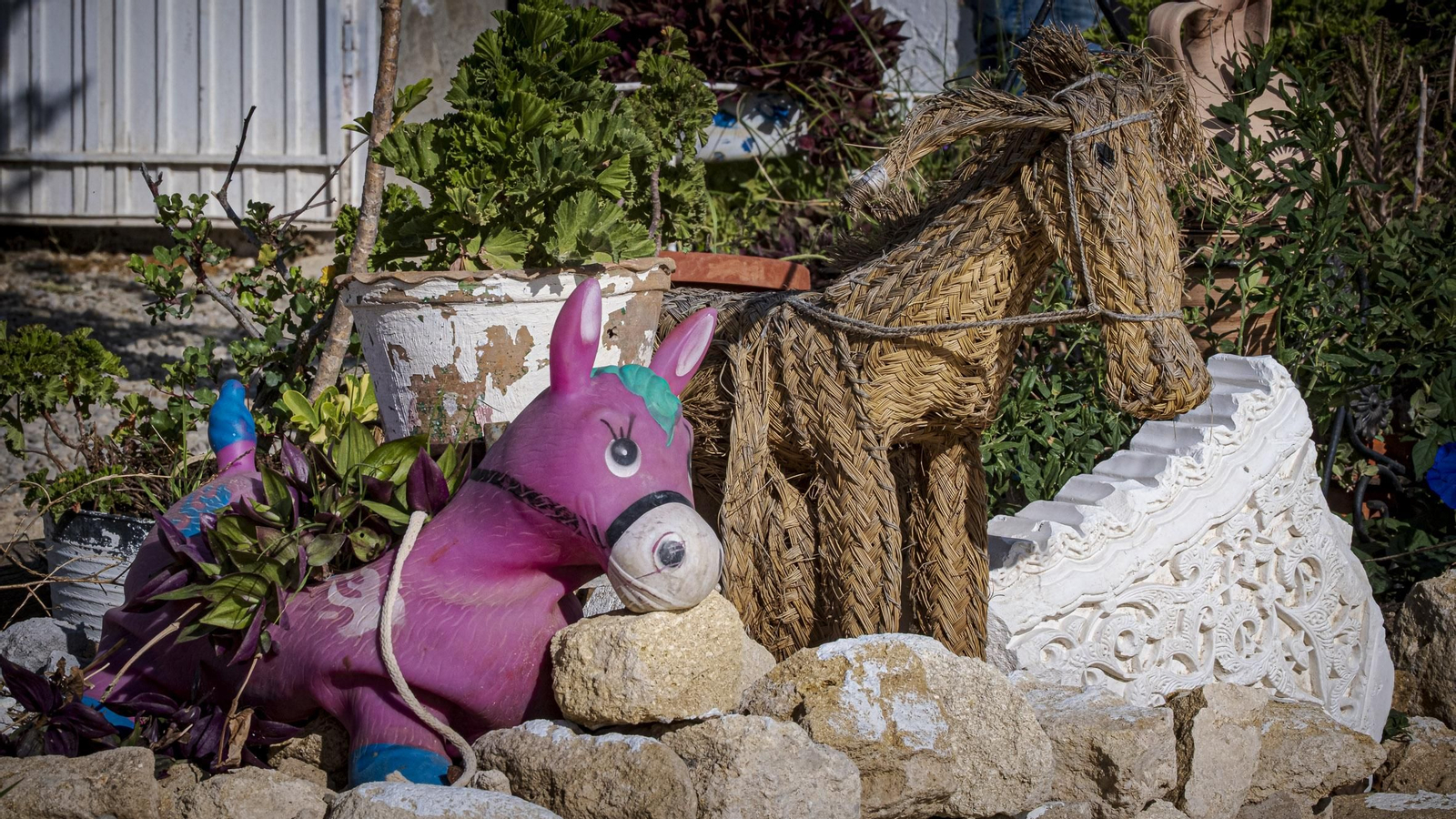 Juanino, el defensor de la nobleza del burro desde Vejer