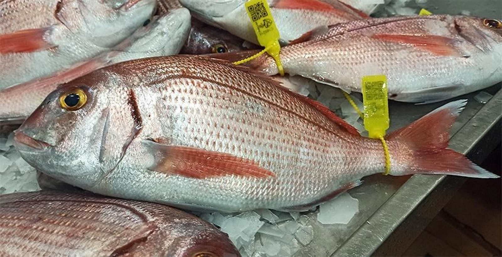Nueve restaurantes para comer muy buen pescado en Conil