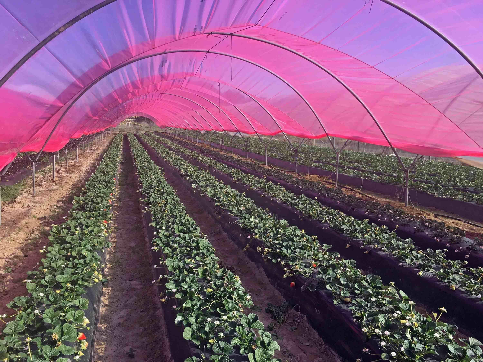 Imágenes de los plásticos luminiscentes que mejora el rendimiento de los frutos rojos en Huelva Imágenes de los plásticos luminiscentes que mejora el rendimiento de los frutos rojos en Huelva