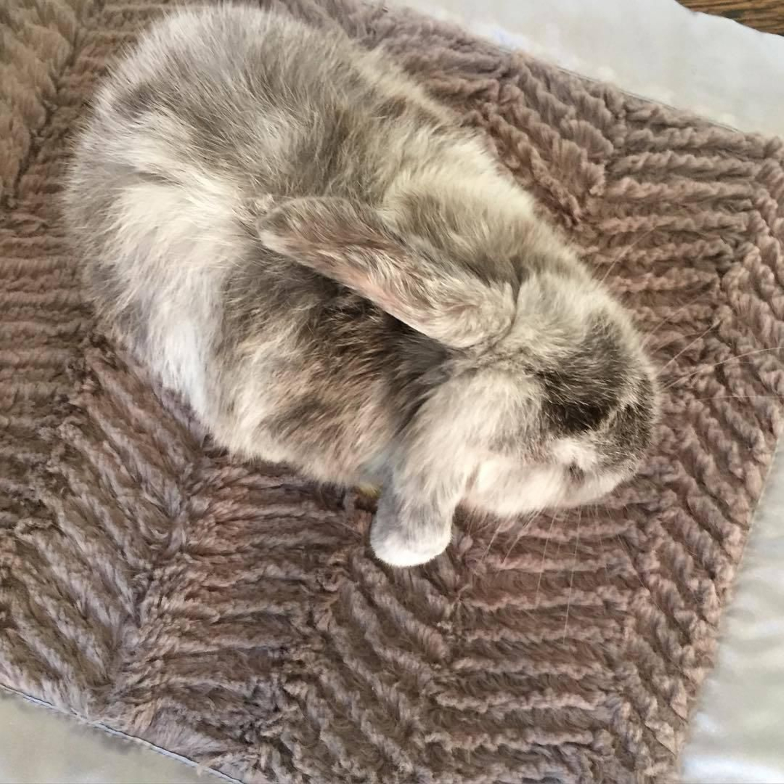 Snowflake, el conejito de Kourtney Kardashian.