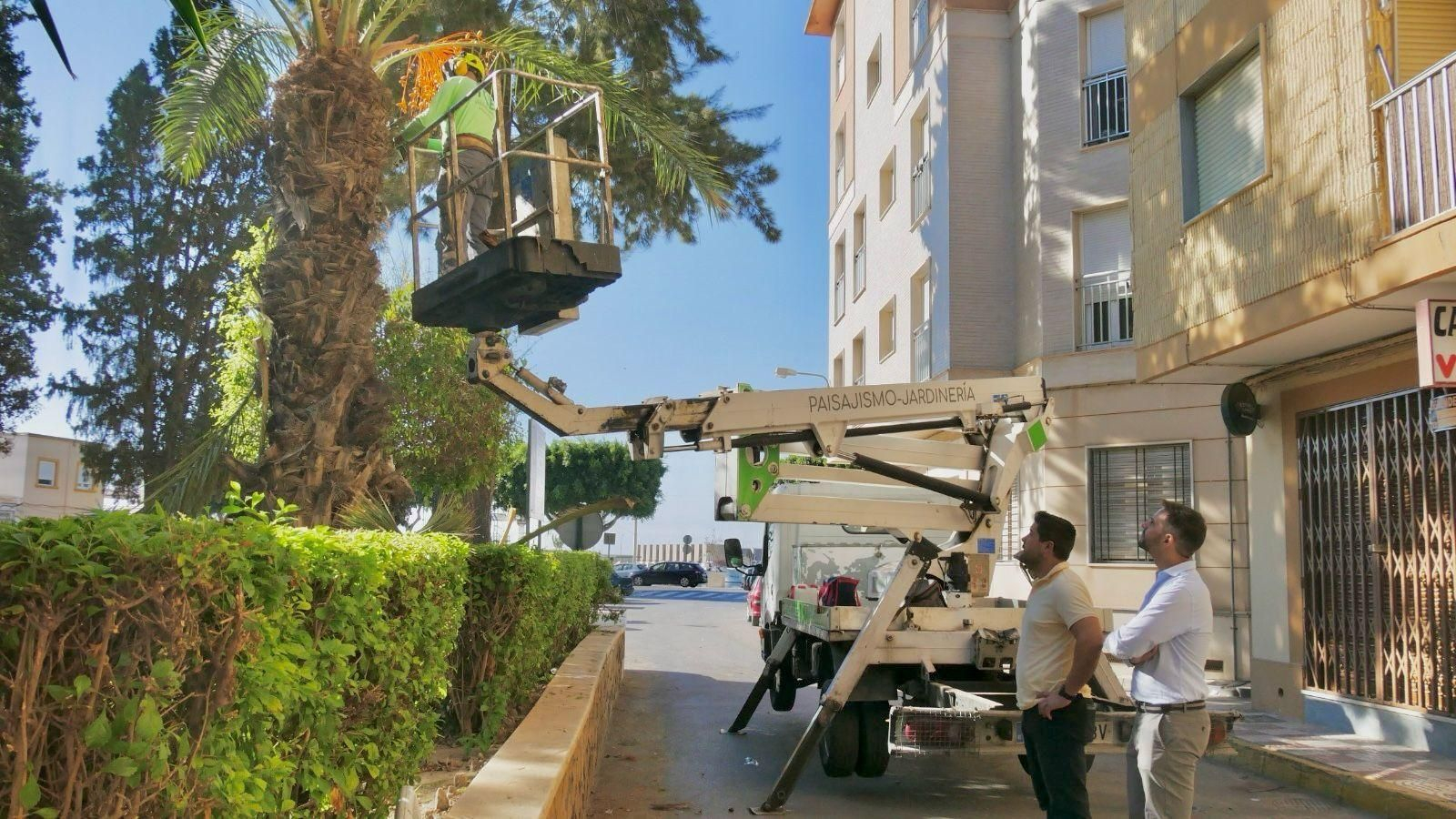 Los concejales miran cómo se poda el árbol.