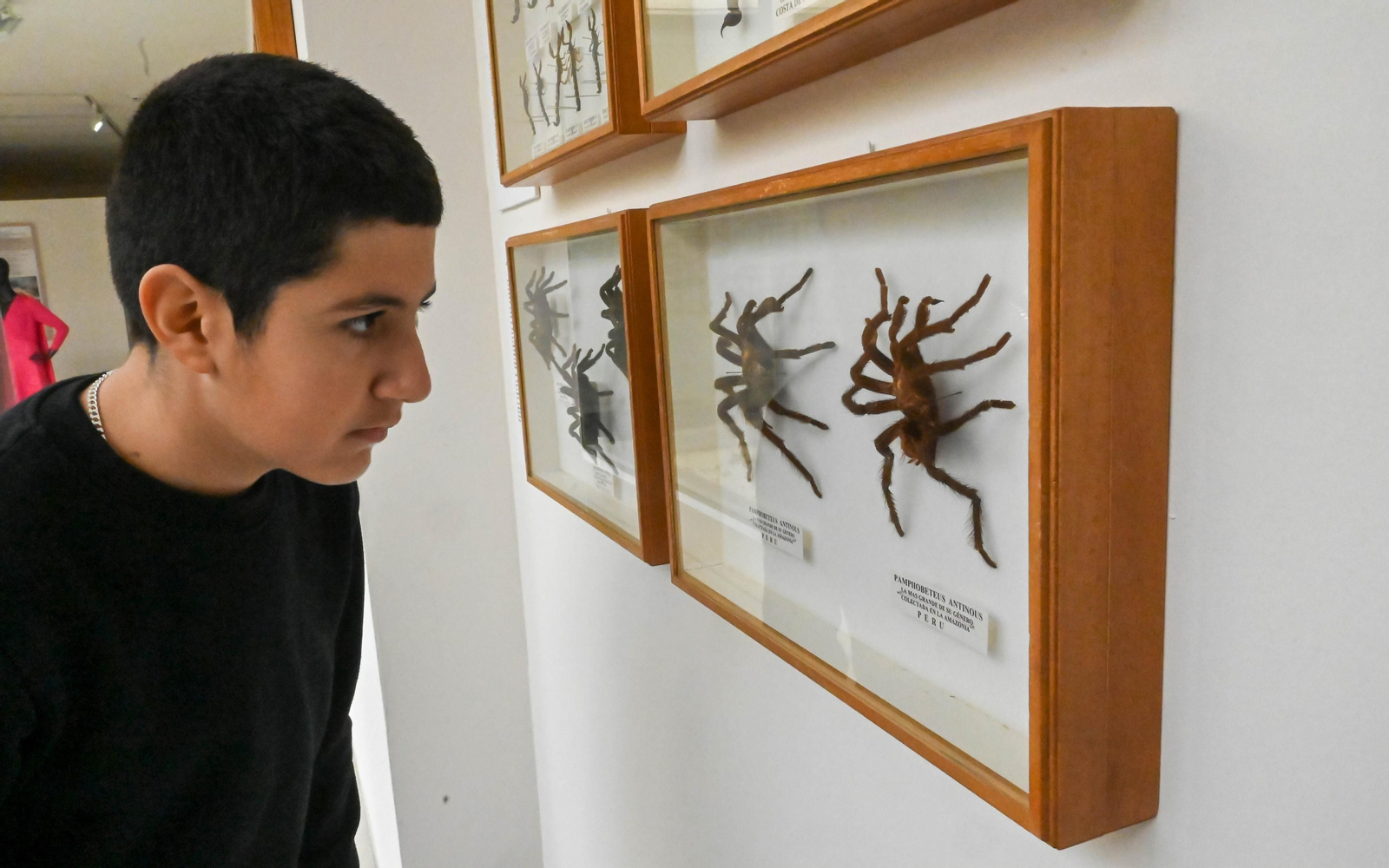 Las fotos de la colección etimologica de Pepe Torres en el Museo Cruz Herrera