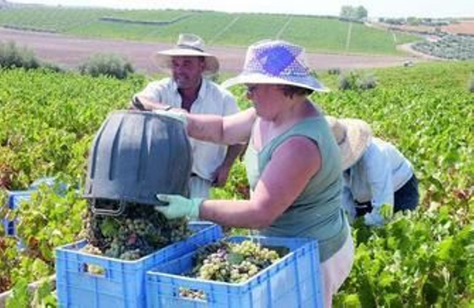 Recogida de la uva en una finca del marco de Montilla-Moriles.