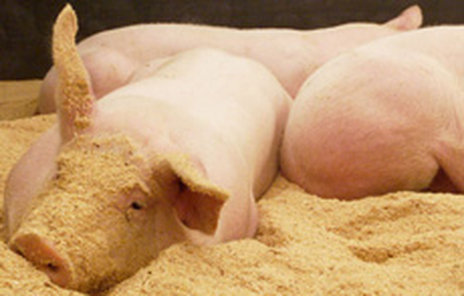 Crean un cerdo transgénico capaz de 'producir' órganos para trasplantes a humanos