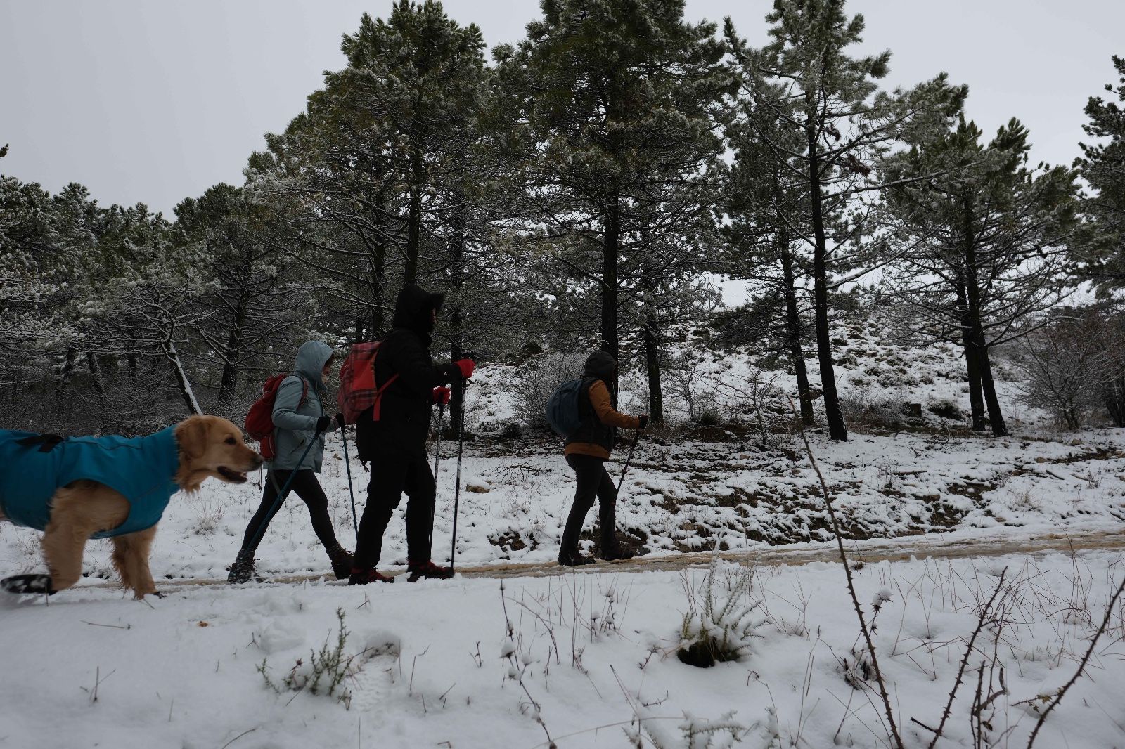 La nieve tiñe de blanco la Serranía de Ronda
