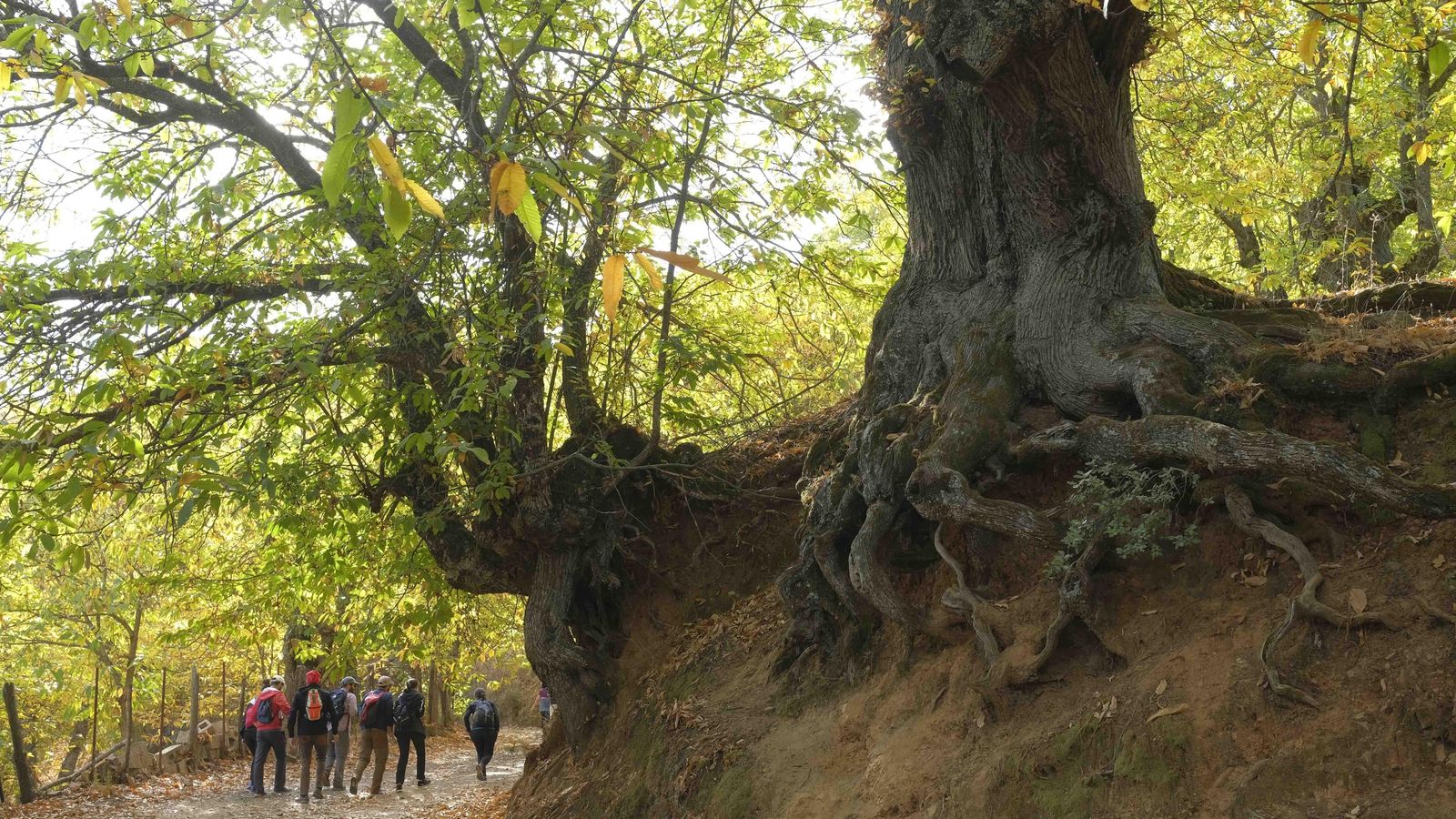 Los castaños centenarios son de los más buscados para tomarse fotografías.