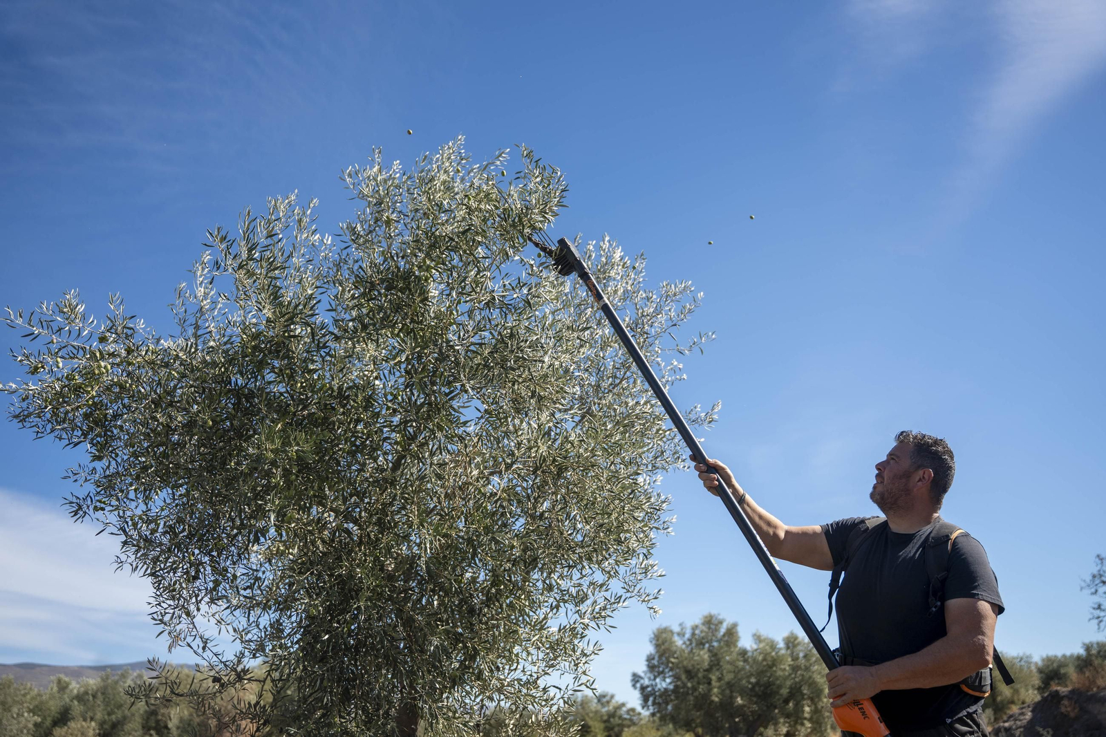 Las imágenes de la campaña recogida de acetuna en Fiñana
