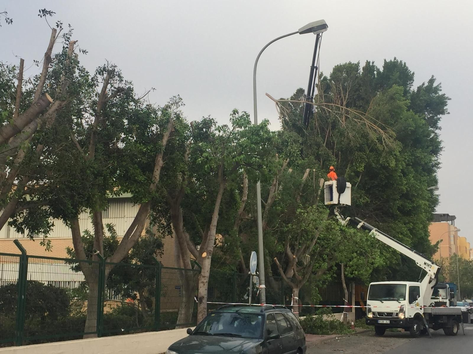 Servicios de poda de árboles en El Ejido.