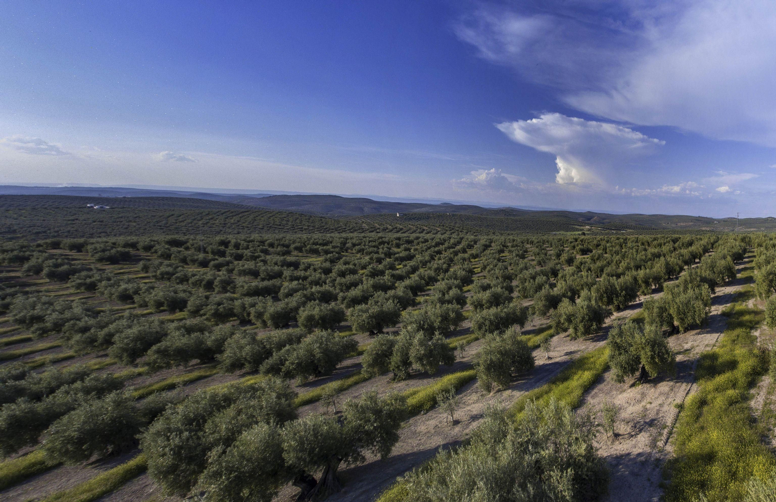 Imagen panorámica de un olivar. Imagen panorámica de un olivar.