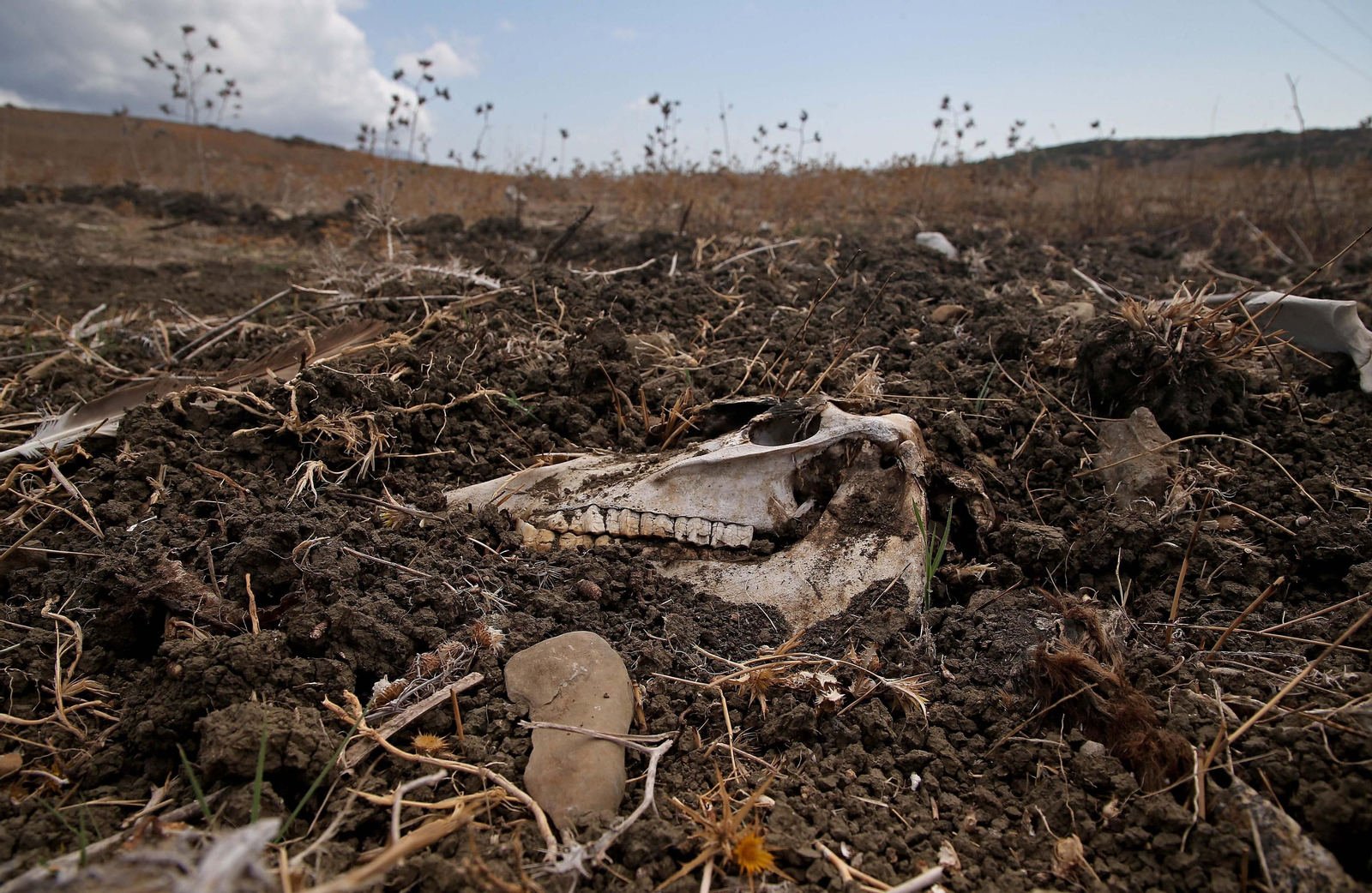 Imágenes de los nuevos cadáveres de caballos en el muladar ilegal de Pajarete en Algeciras