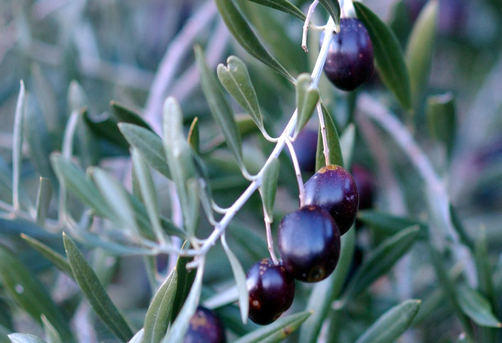 Aceitunas negras en el olivar