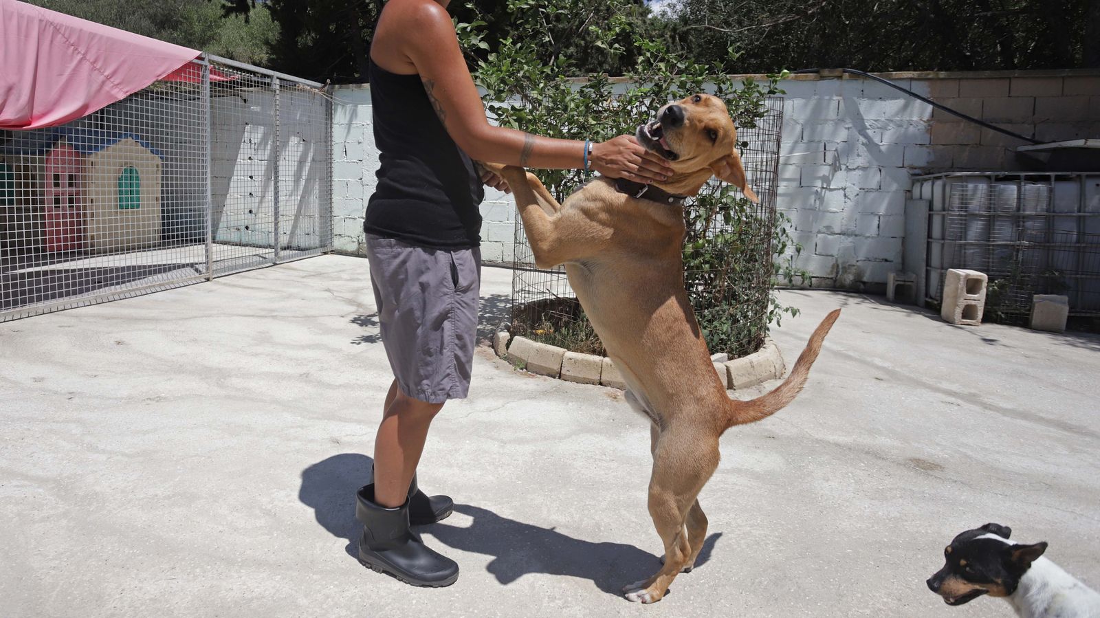 Un niño juega con su mascota.