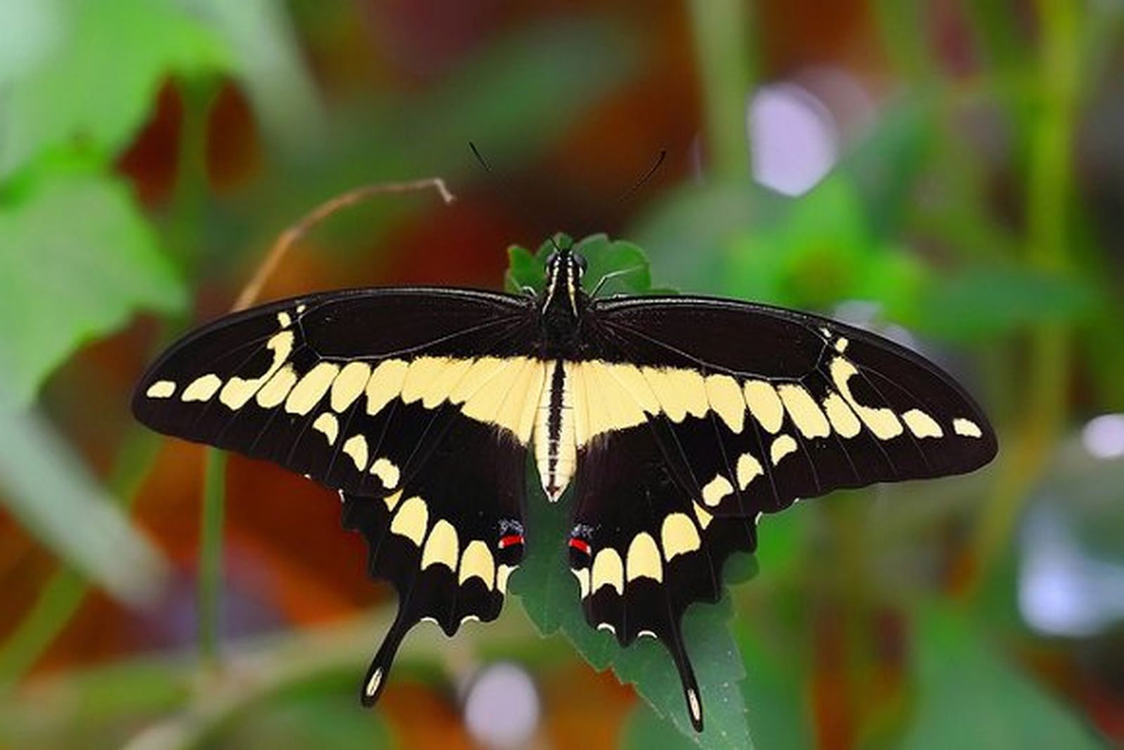 Una especie de mariposa tropical aparece en Quebec por el cambio climático