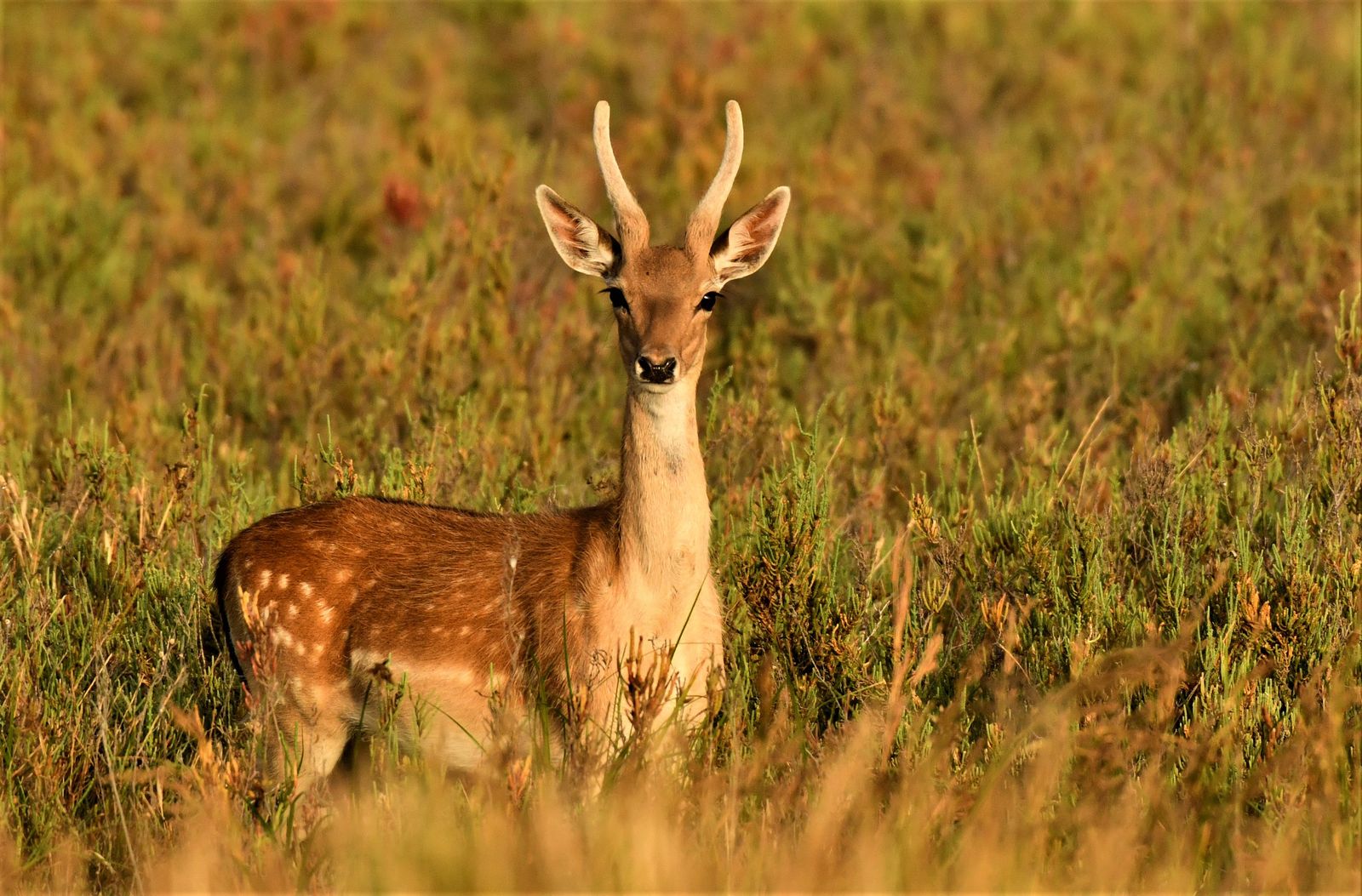 Exposición de Carlos Romero