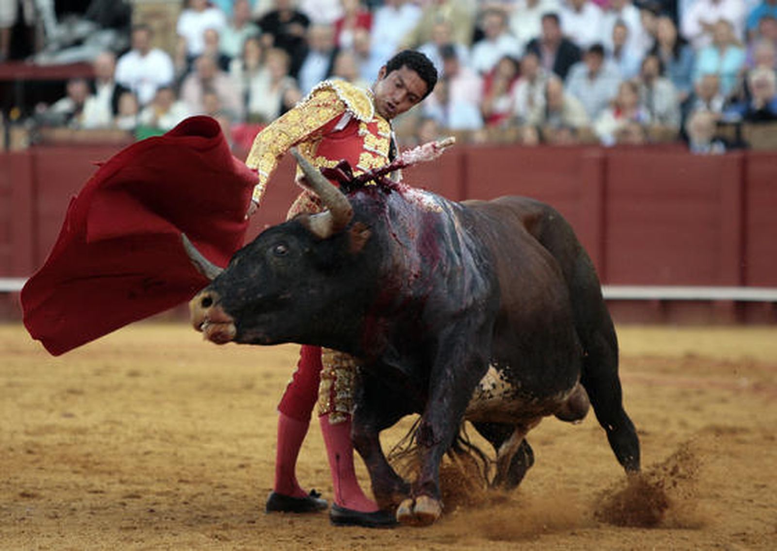 Téllez cierra la tarde en la Maestranza con un toro al que no pudo matar y fue devuelto al corral.en 

Foto: Juan Carlos Muñoz