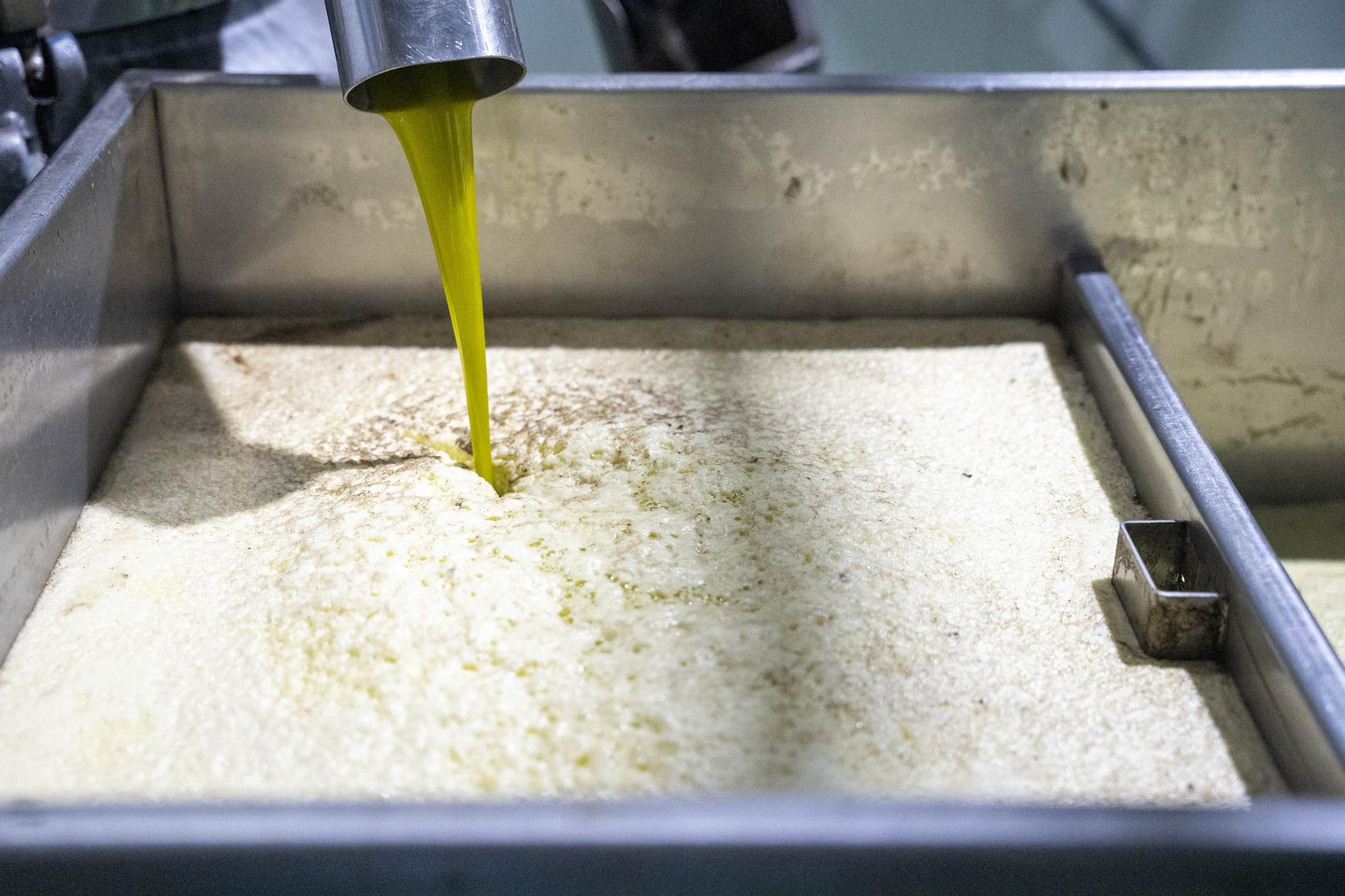 Os enseñamos como se hace el aceite en la almazara de Fiñana, en imágenes