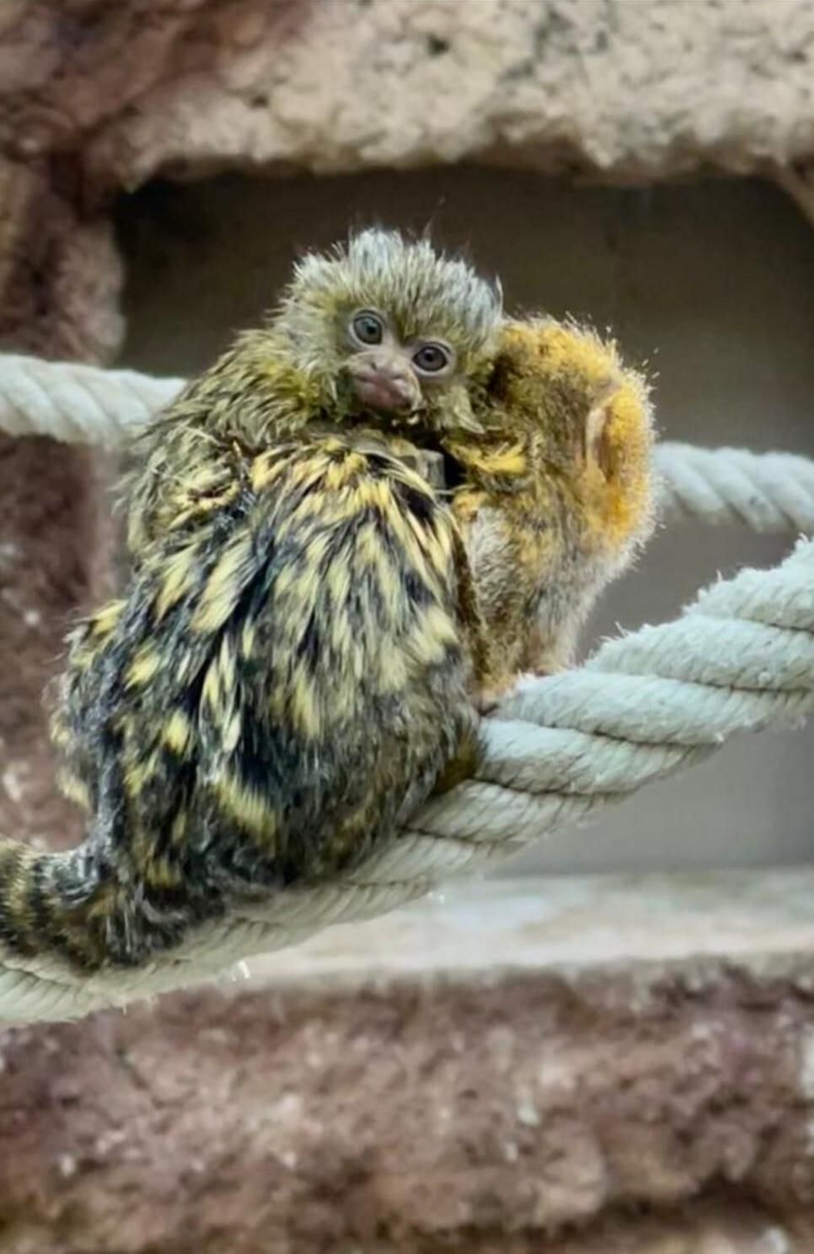 Nace en el Zoo de Jerez una nueva cría de tití pigmeo