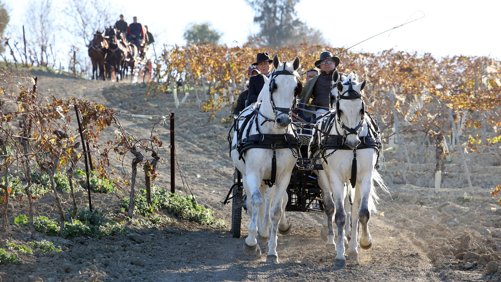 II Ruta Viñas de Jerez