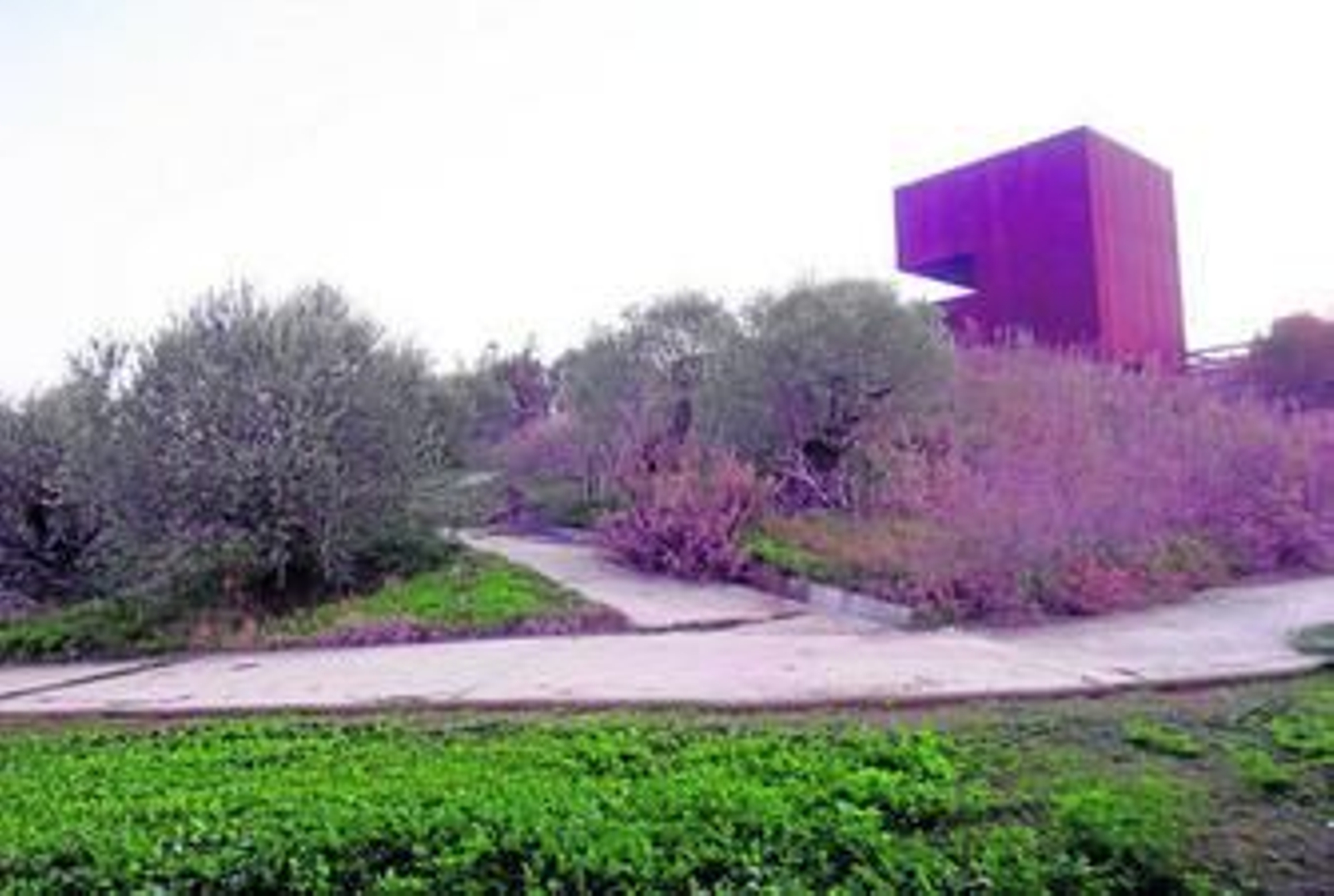 El parque arqueológico del Cabezo de la Almagra ayer, cubierto por una espesa maleza.