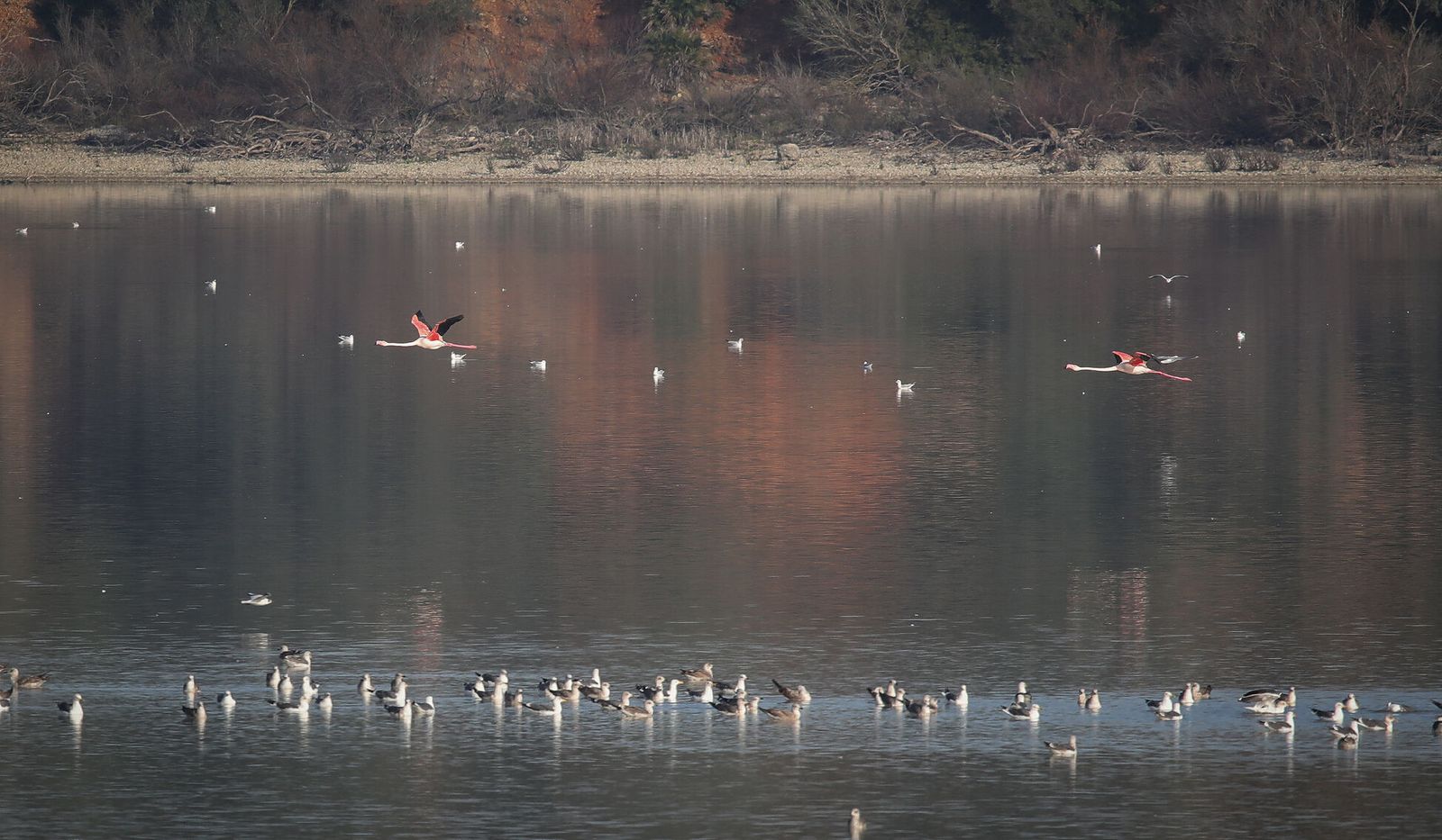 Numerosas aves han hecho de esta laguna su hábitat