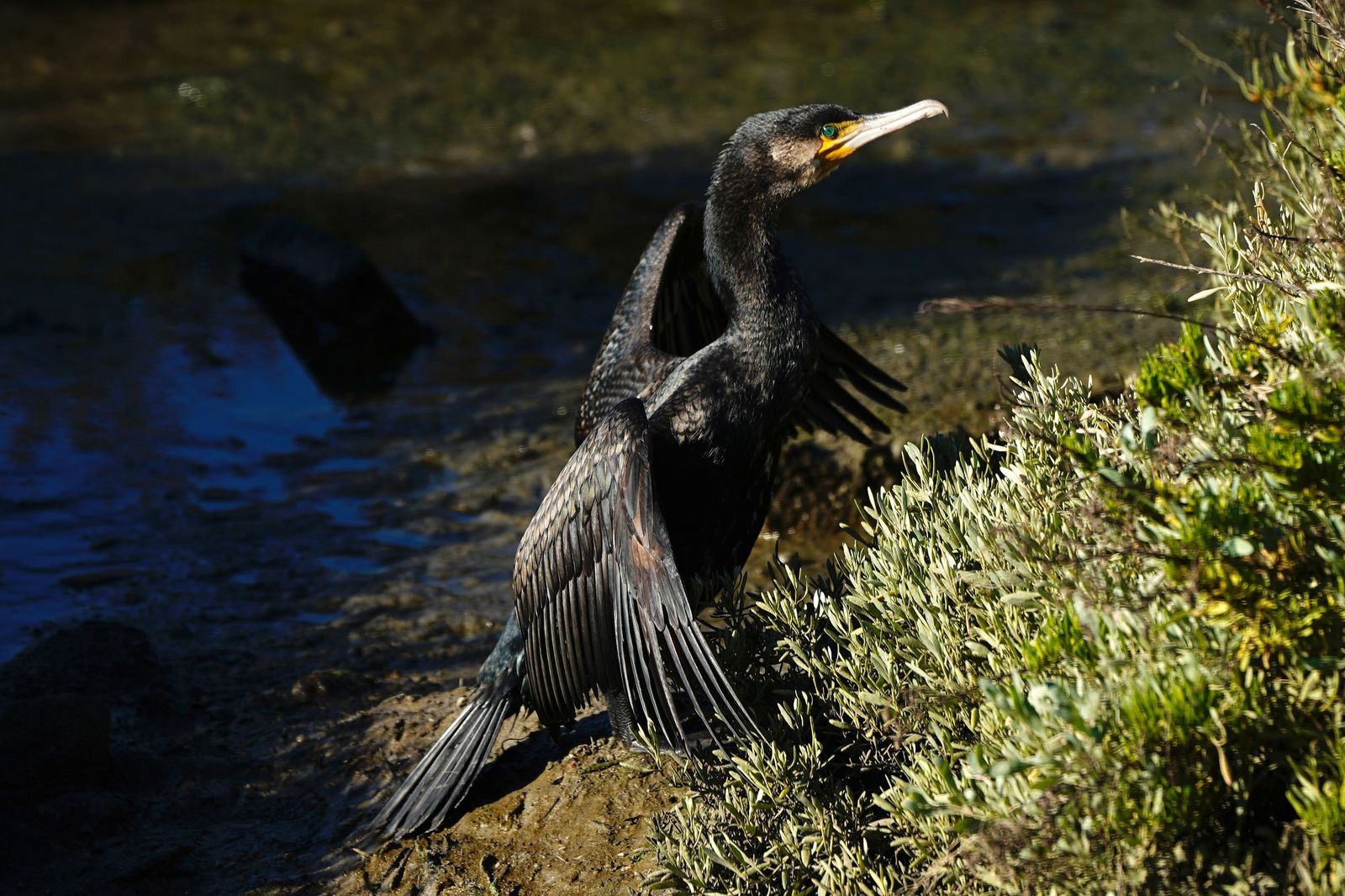 Fotos de la contaminación en el paraje natural marismas del Río Palmones