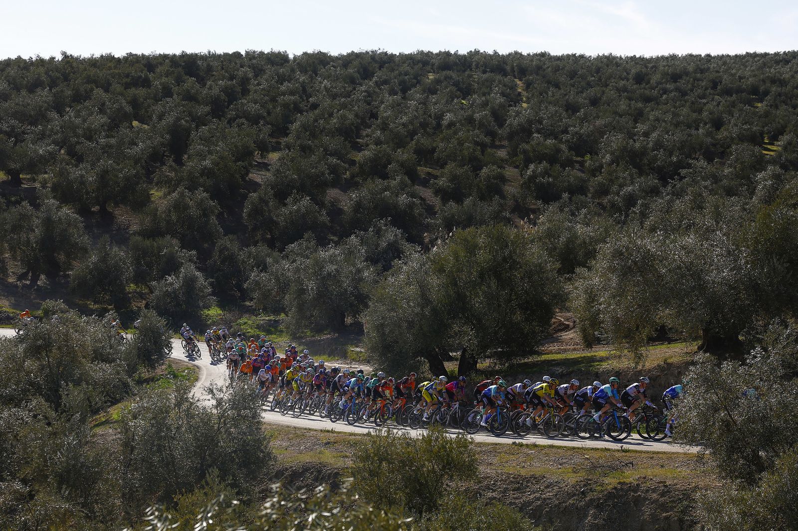 Pelotón entre olivos durante la pasada edición