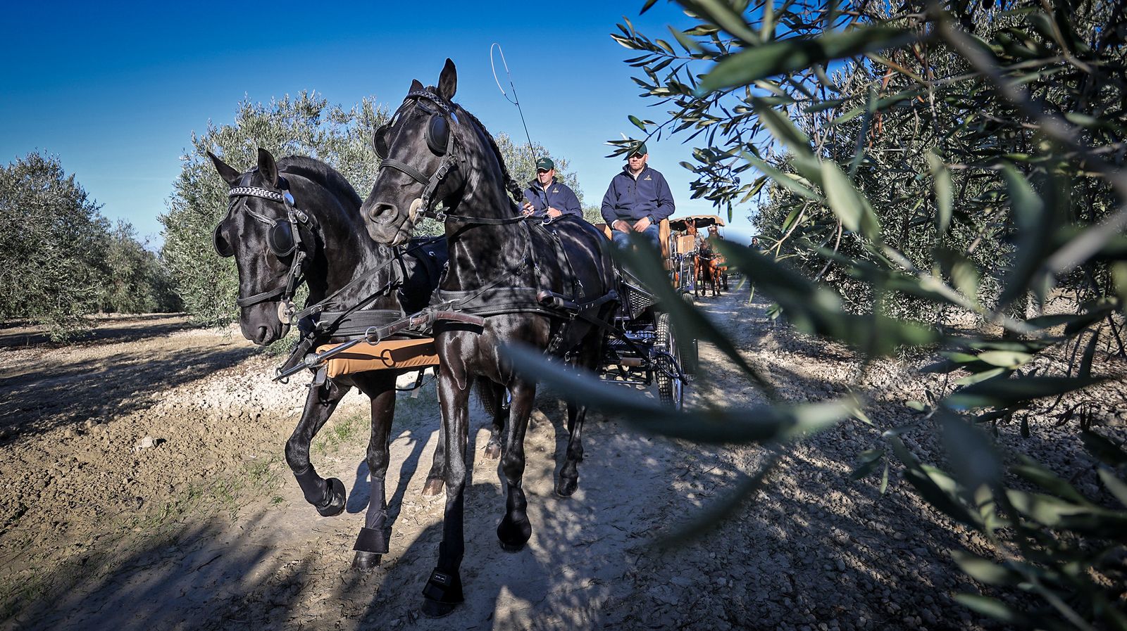 I Ruta de Carruajes Viñas de Jerez