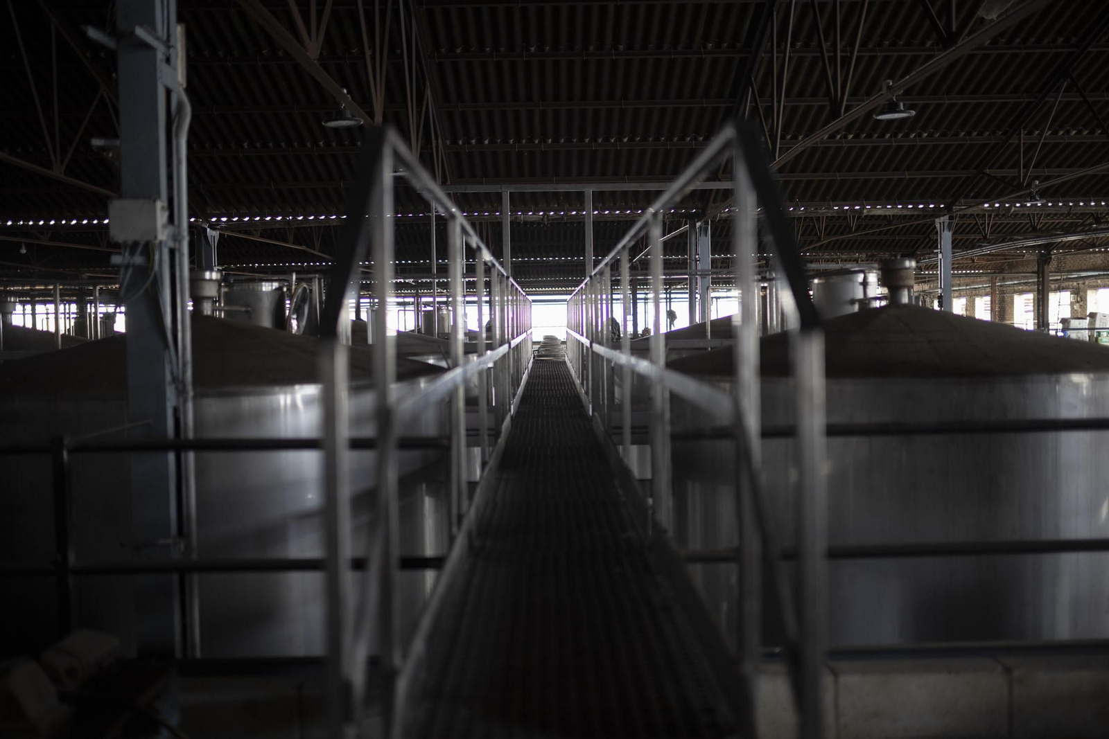 Imágenes de la vendimia en el Condado de Huelva