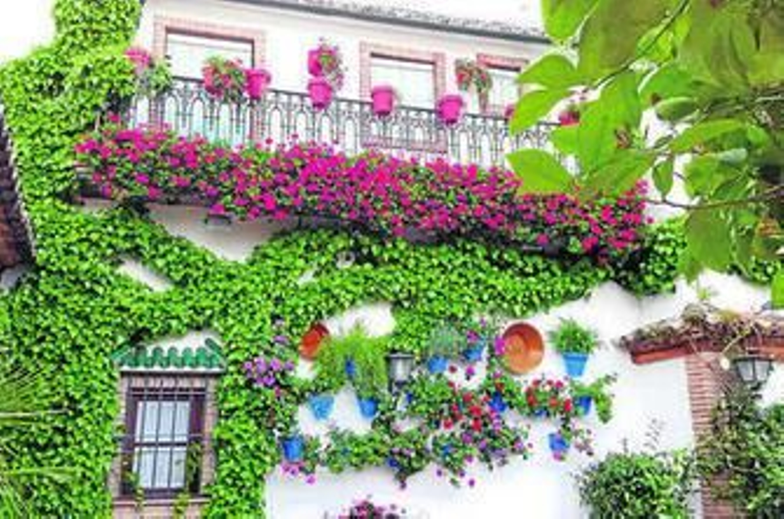 Rute, Cabra y Castro del Río ganan el II Concurso de Patios de la Provincia