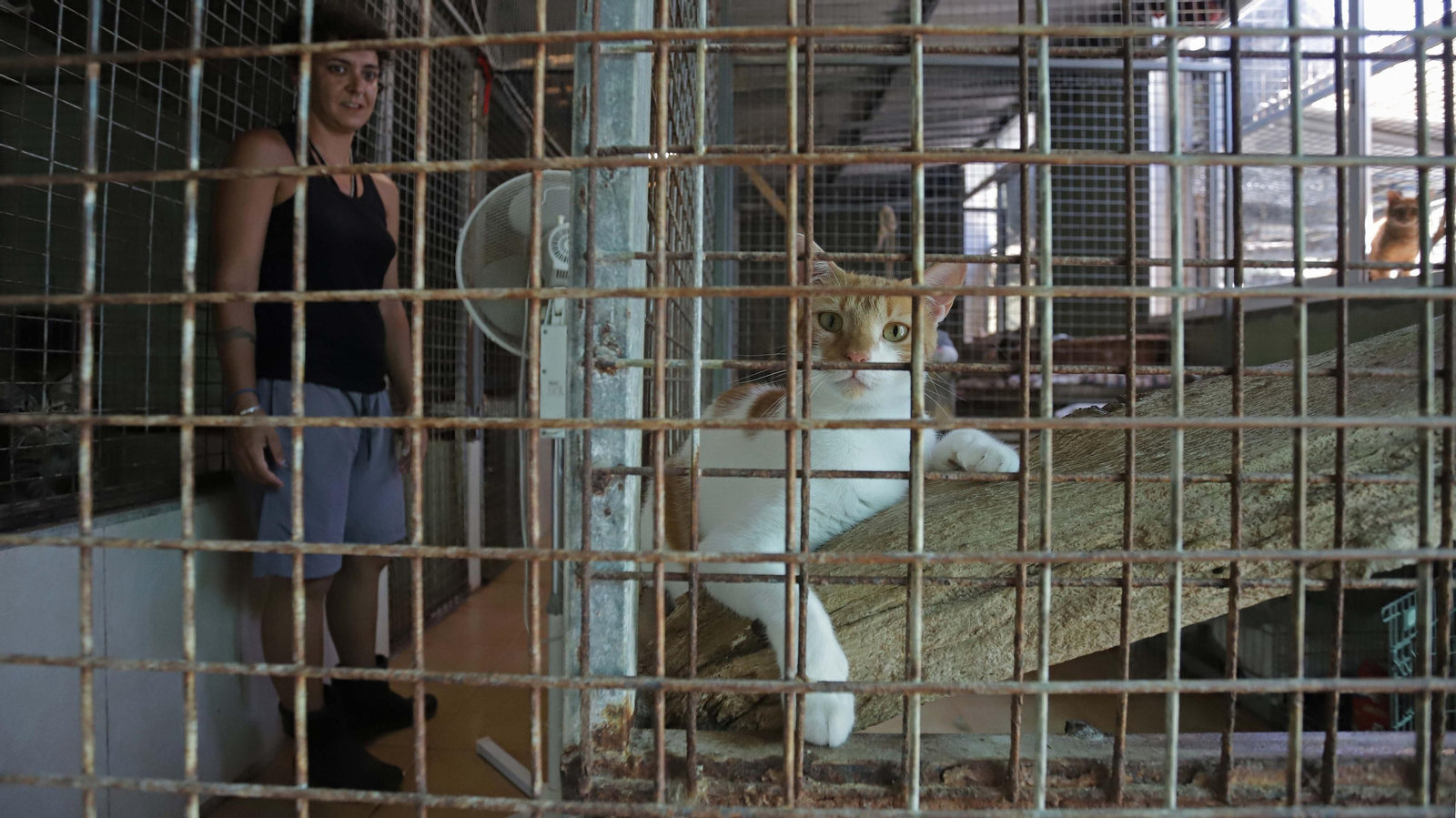 Fotos de la Protectora de Animales y Plantas de Algeciras