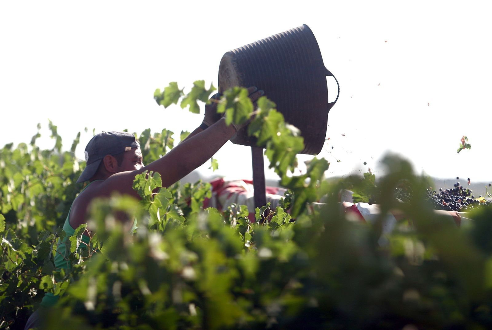 Un trabajador durante la vendimia.