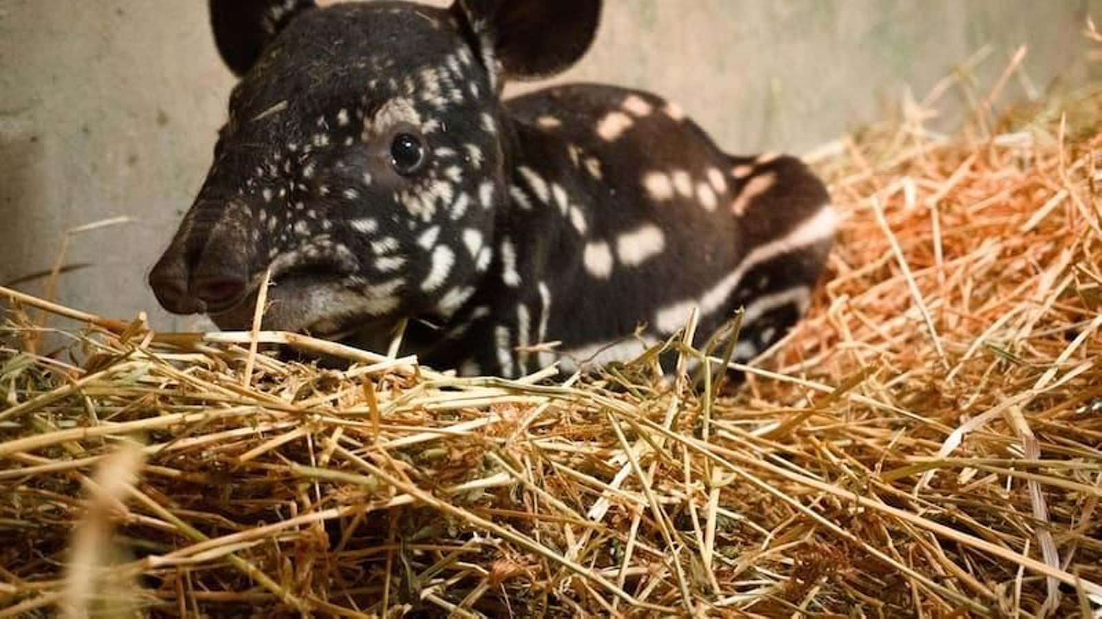 Tapir malayo