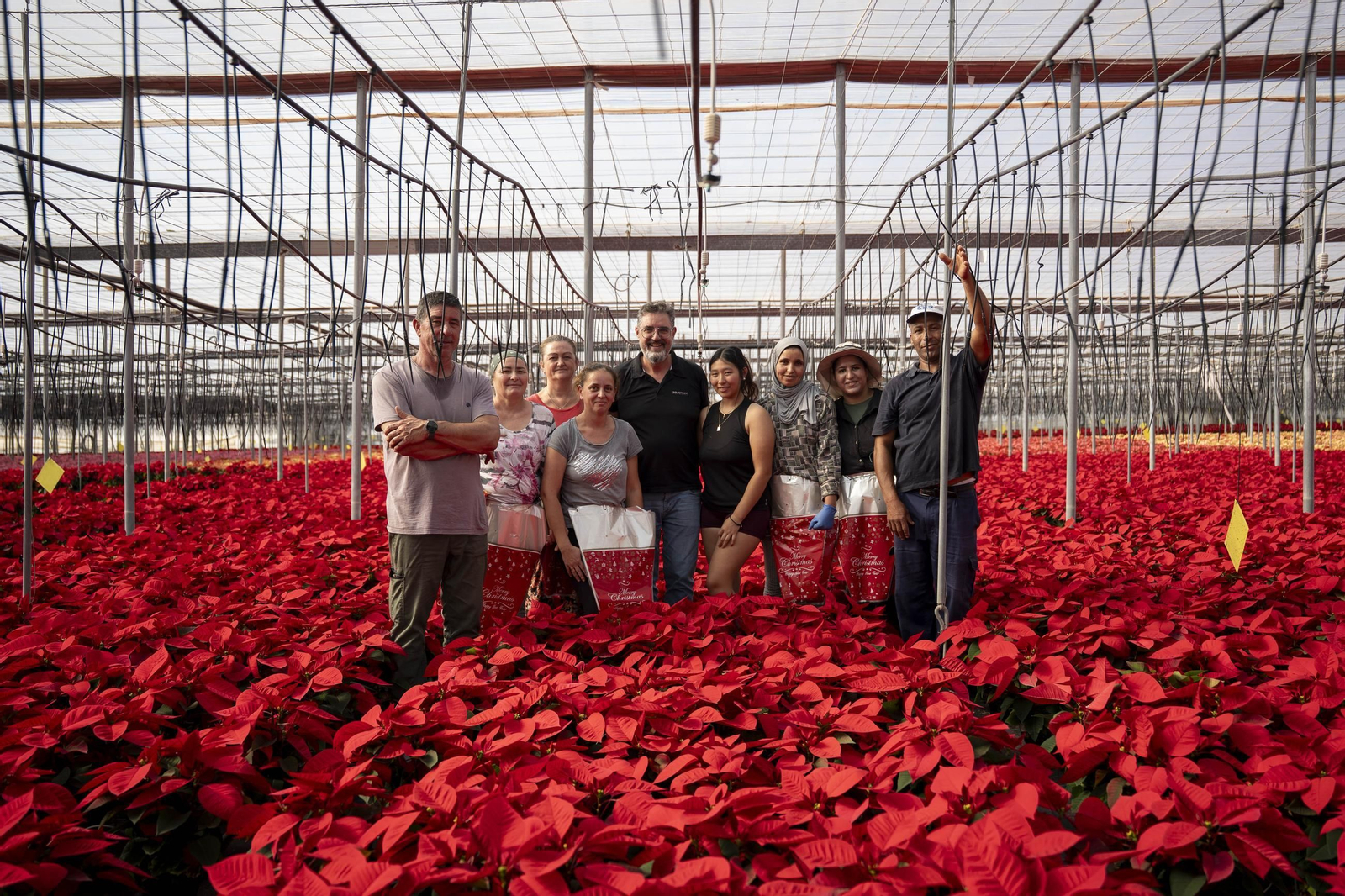 Así son las flores de pascua de SolísPlant, en imágenes