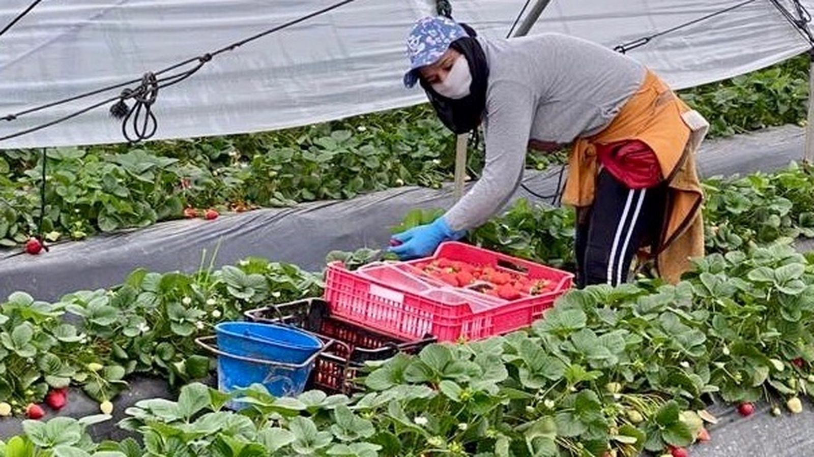 Recolección de fresa
