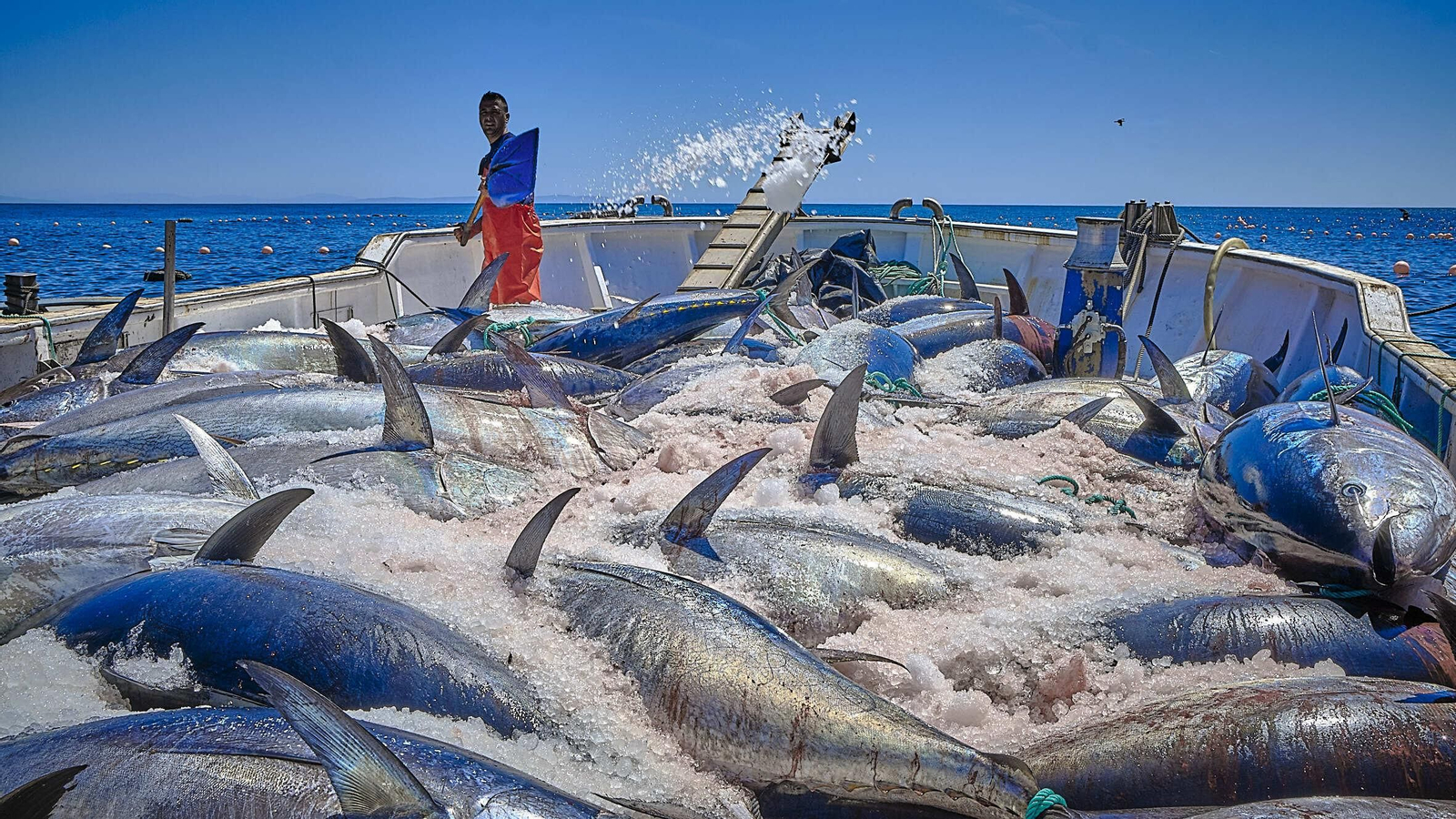 Almadraba de Barbate. Imágenes de la primera 'levantá' de atunes.