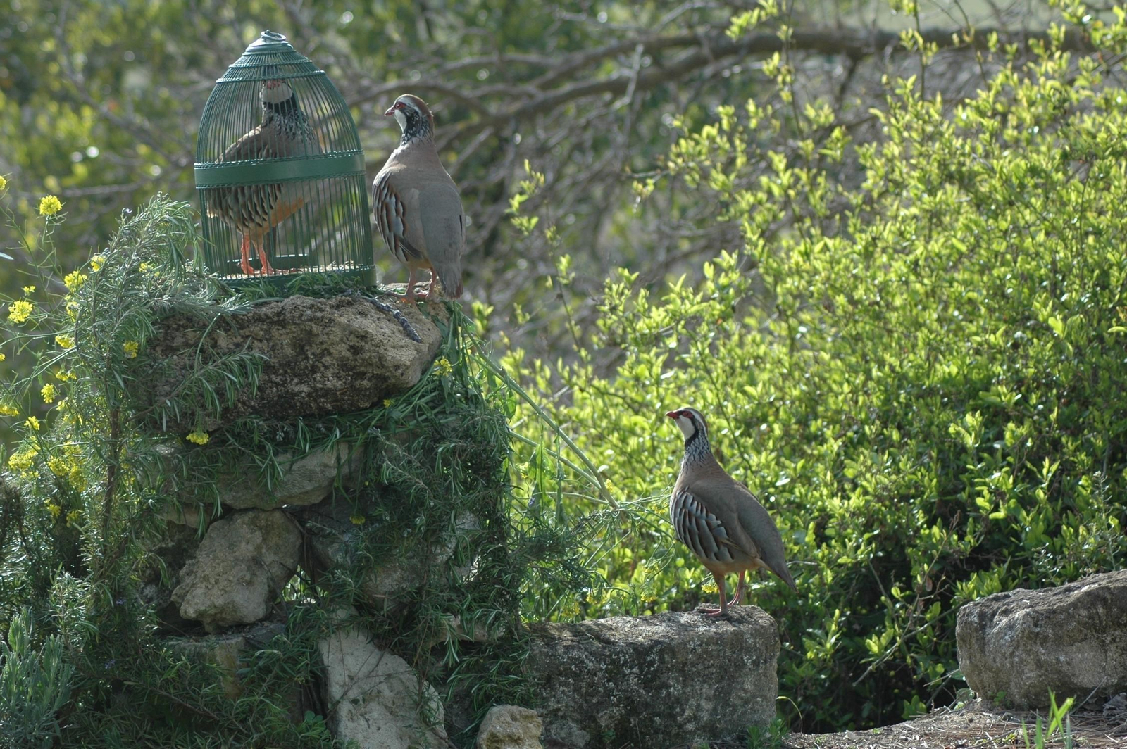 La Federación Andaluza de Caza busca el mayor número de apoyos entre las instituciones, sociedades de cazadores, clubes y grupos políticos