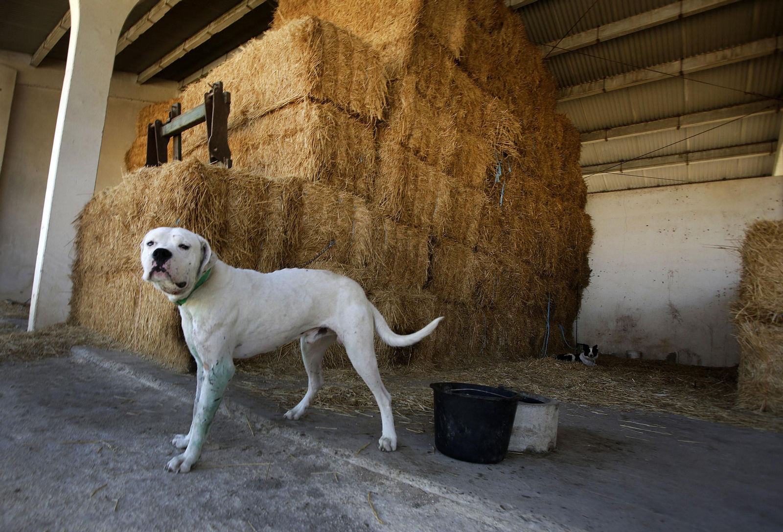 Mas cornadas da el virus, visita a la ganadería de Nuñez La Palmosilla