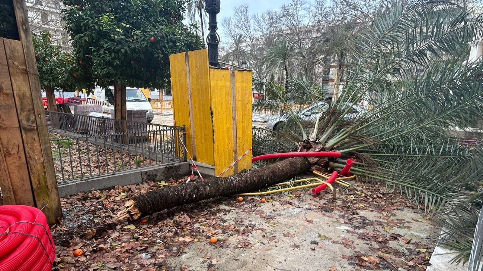 Palmera caída en la Plaza Nueva de Sevilla este miércoles