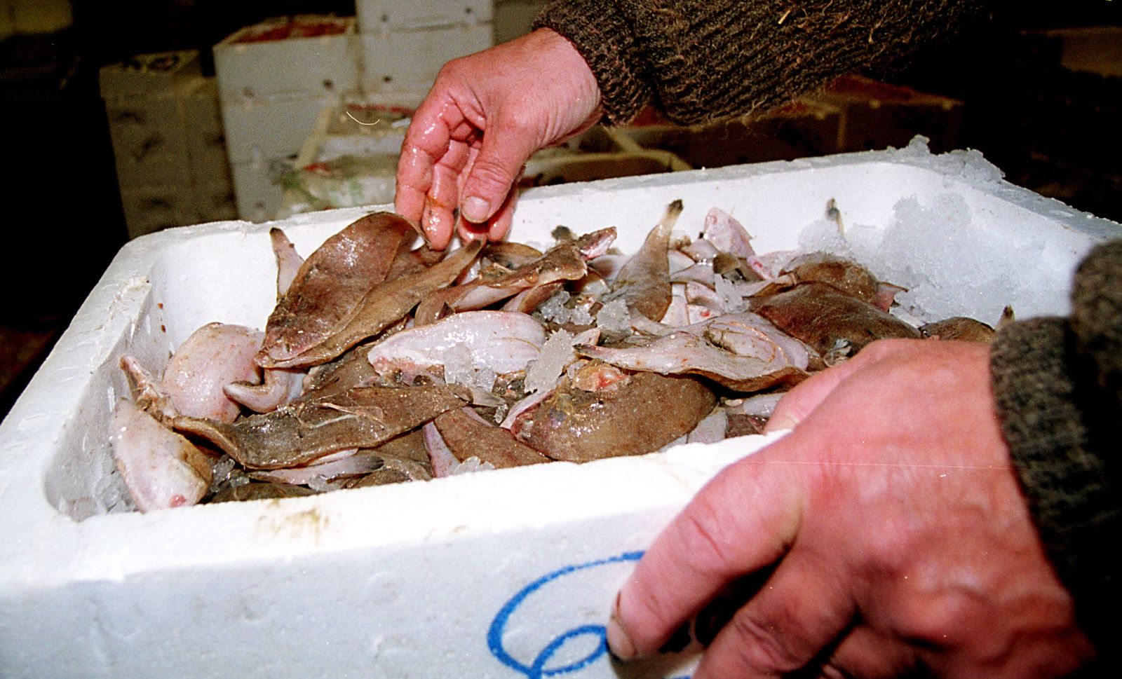 Las acedías, según este estudio, tienen hábitos alimentarios nocturnos.