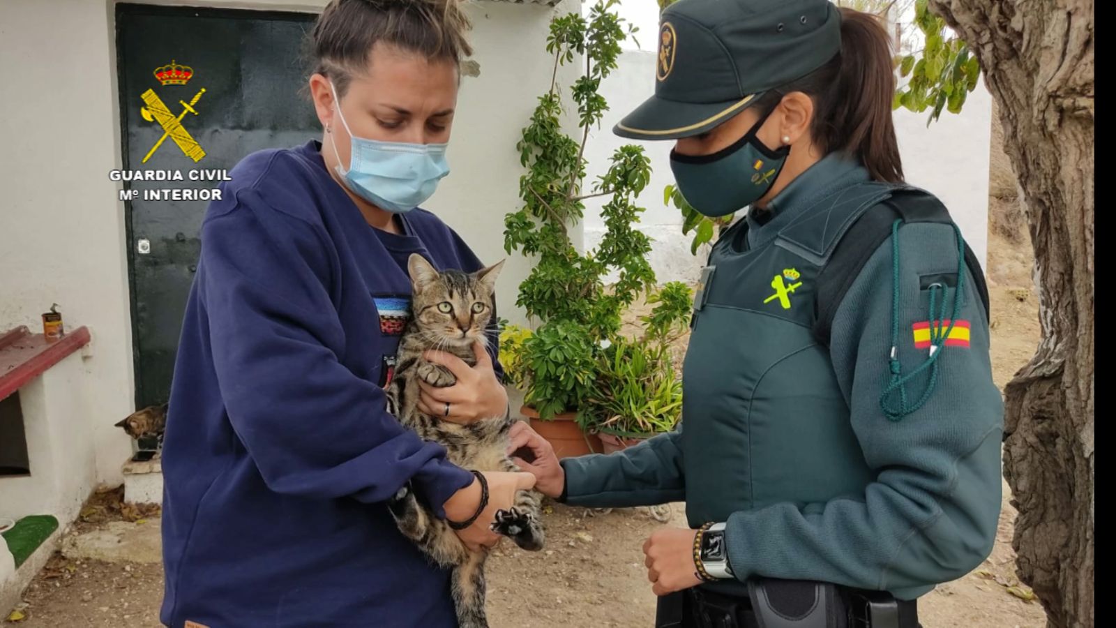 Rescate del felino en una finca en Montilla.