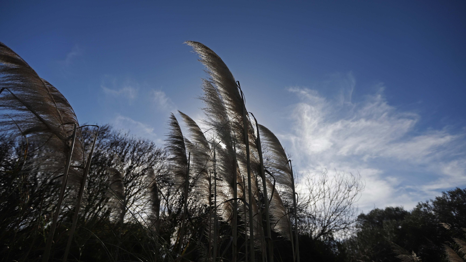 Fotos del estuario del río Guadiaro en San Roque
