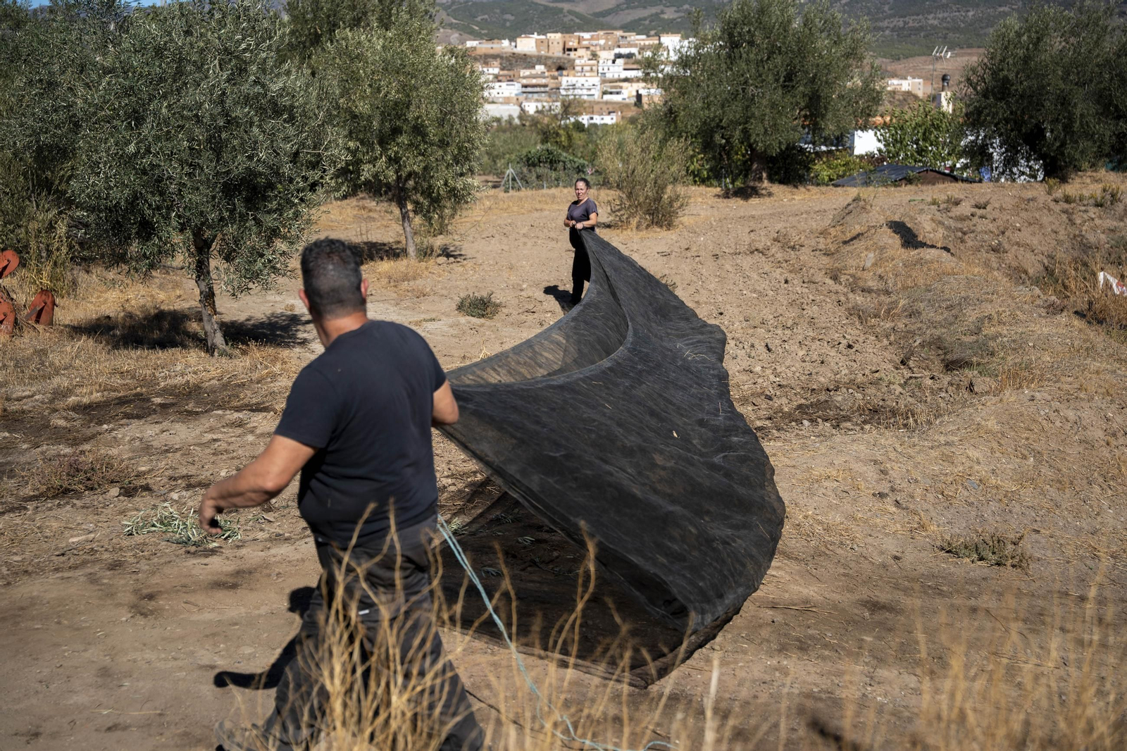 Las imágenes de la campaña recogida de acetuna en Fiñana