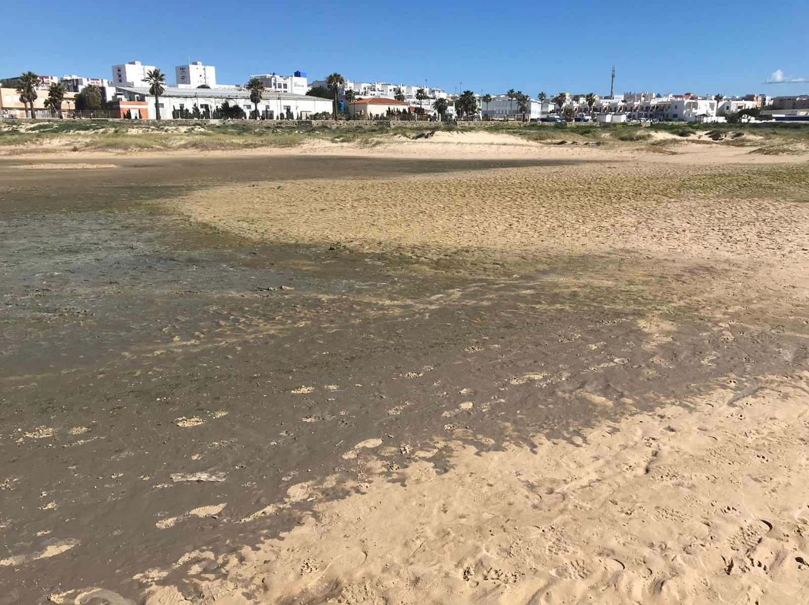 La enorme mancha de aguas residuales sobre la arena de Los Lances. La enorme mancha de aguas residuales sobre la arena de Los Lances.
