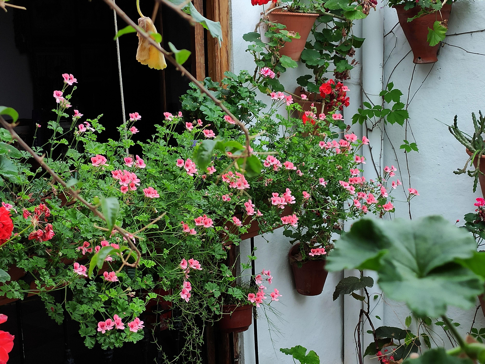 Los Patios de Córdoba en tiempos de crisis: Alfonso XII, 29