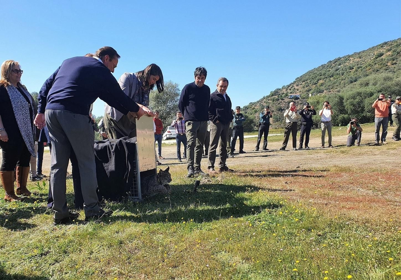 Suelta del lince 'Quinao' en Villafranca de Córdoba.