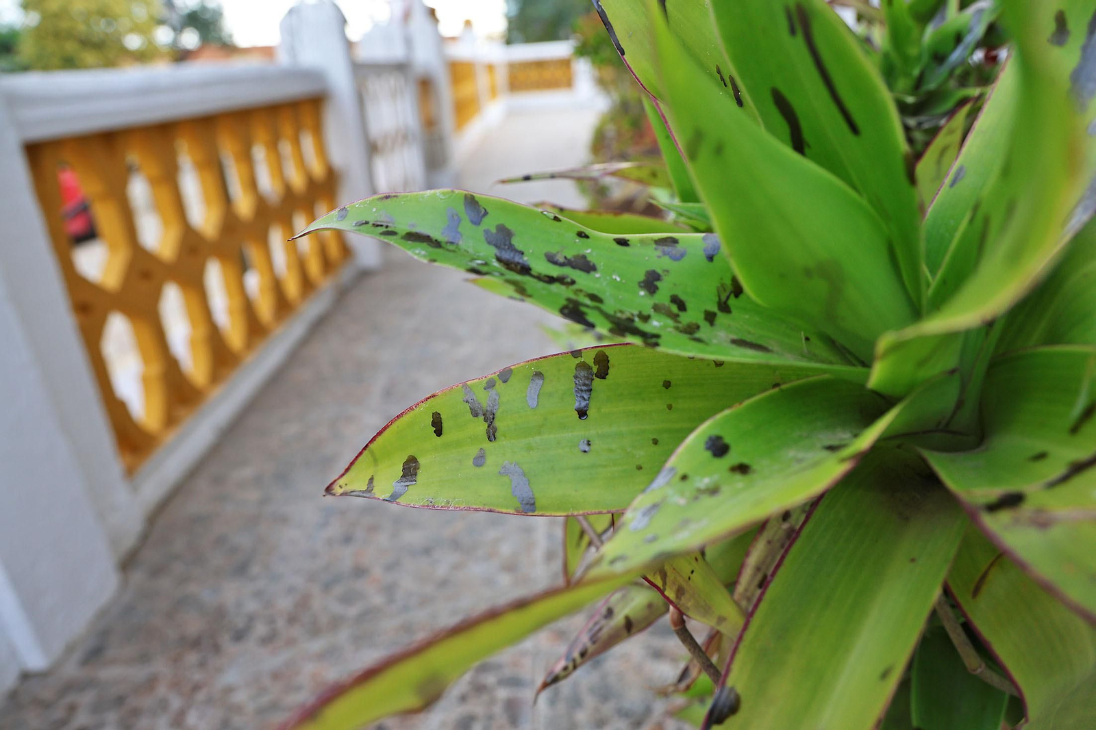 Imágenes del acto vandálico contra una de las casas del Barrio Obrero