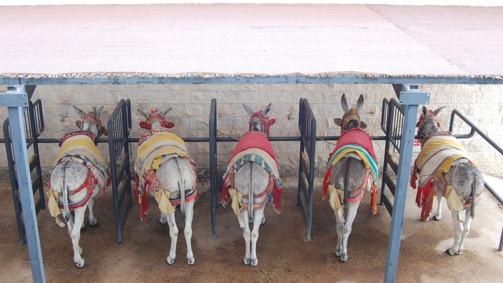 El área de descanso de los burro-taxis. El área de descanso de los burro-taxis.