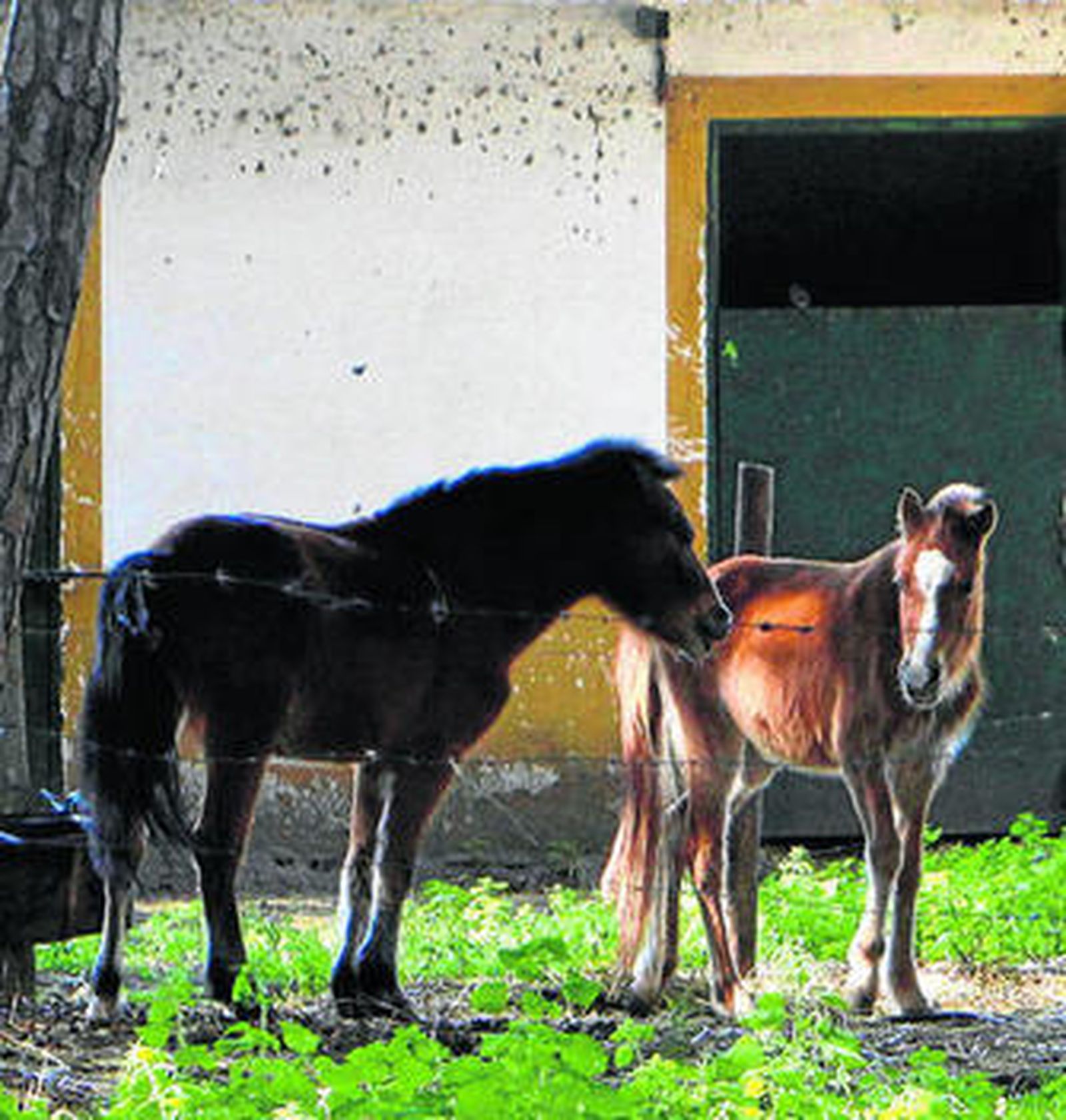 Caballos, ante los boxes del criadero investigado por maltrato.